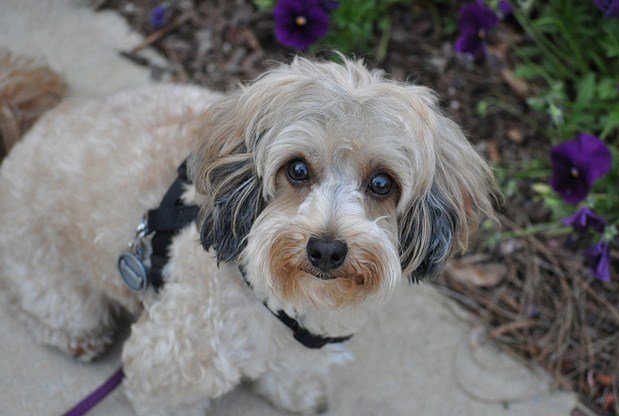 Maltipoo Puppies Facts and Information Maltipoo Puppies Facts and Information 1