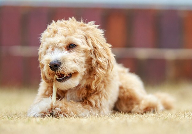 Maltipoo Puppies Facts and Information 3