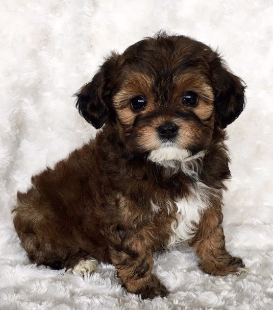 Maltipoo Puppies for Sale Near Me 3