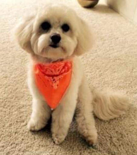 Maltipoo Puppy Cut 2