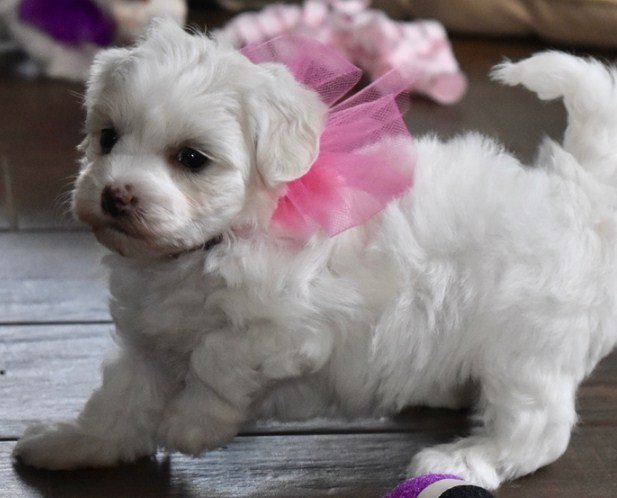 Mini Maltipoo Mini Maltipoo 3