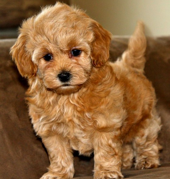 Red Maltipoo 2