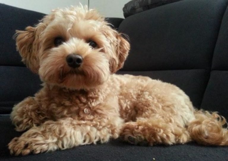 When Do Maltipoos Stop Growing Maltipoo