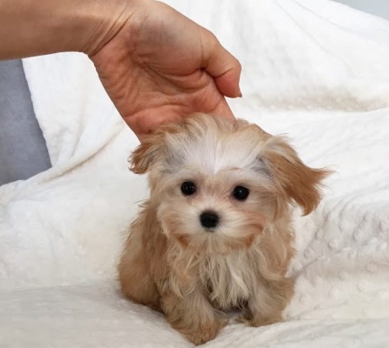 Toy Maltipoo Full Grown Size & Weight Maltipoo