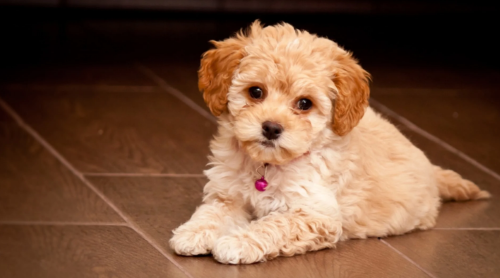 How Long Can a Maltipoo Be Left Alone