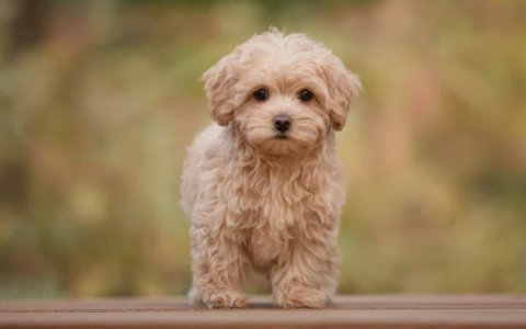 How Much Should I Pay for a Maltipoo Puppy