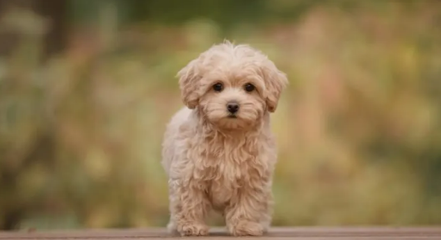 How Much is a Brown Maltipoo