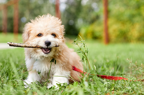 How to Train a Maltipoo Puppy to Stop Biting