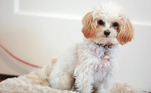 Maltipoo Allergy Symptoms - How to Know if Your Dog has Allergies