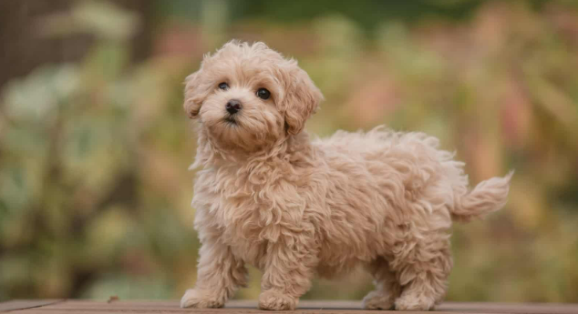 Things to Consider When Buying a Brown Maltipoo