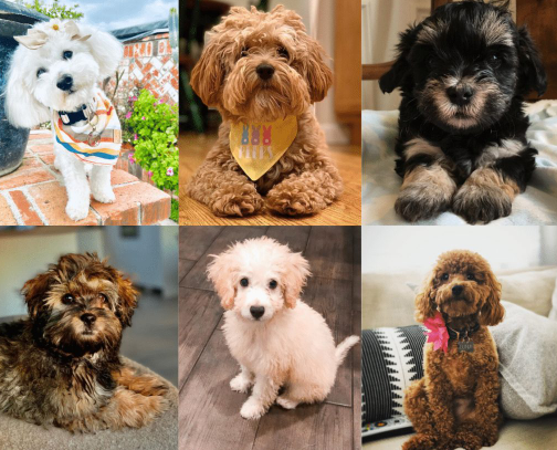 What is the Best Color for a Maltipoo