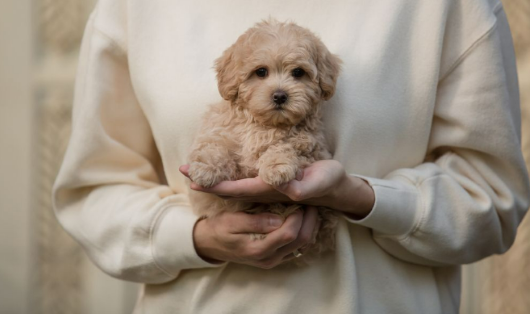 adopting a Maltipoo puppy