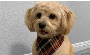 Best Cream Maltipoo With Pictures Cool Guy