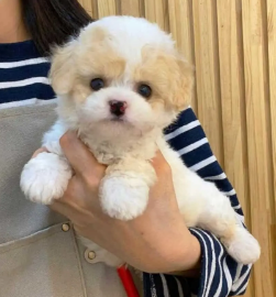 Best Cream Maltipoo With Pictures I’m Comfortable with You