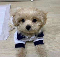 Best Cream Maltipoo With Pictures I’m Ready for Photoshoot