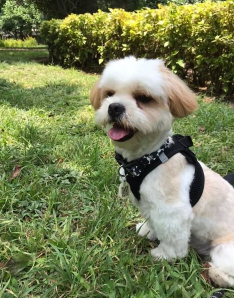 Best Cream Maltipoo With Pictures Let’s Go for a Walk
