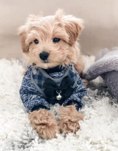 Best Cream Maltipoo With Pictures Ready to Date with Me