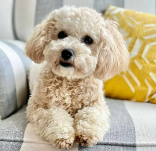 Best Cream Maltipoo With Pictures Stay with Me