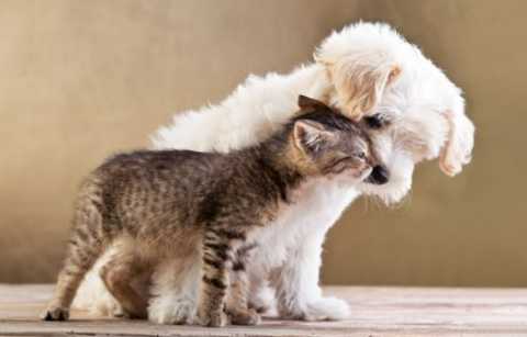 How to Introduce a Maltipoo to a Cat