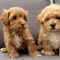 How to Know if Your Maltipoo Puppy is Healthy