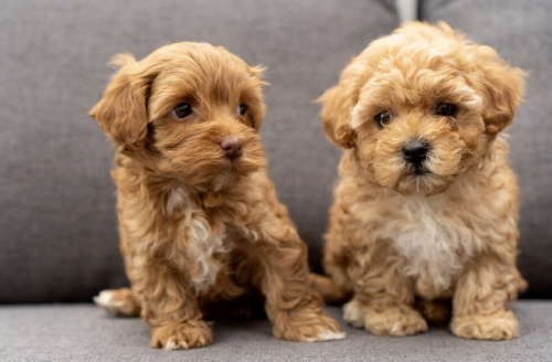 How to Know if Your Maltipoo Puppy is Healthy