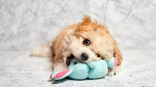 How to Prevent Your Maltipoo of Chewing Inappropriate Things