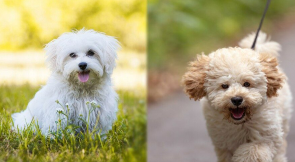 Maltese vs Maltipoo What's the Difference