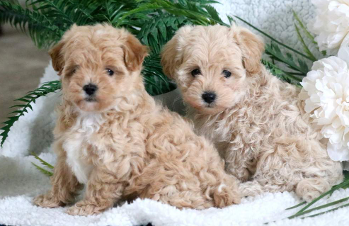 What is the Cheapest Maltipoo