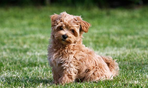 What is the Downside of a Maltipoo