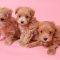 How Much Does It Cost to Adopt a Maltipoo?