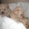 Apricot Maltipoo Puppies for Sale
