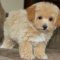 Apricot Toy Maltipoo Review