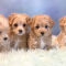 Best Place to Buy a Maltipoo Puppy in United States
