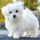 Top 10 Most Asked Questions About Maltipoo Dogs (Common Maltipoo Myths)