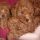 Teacup Red Maltipoo for Sale