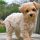 Explanation About Apricot Maltipoo Puppies Instead of Regular Maltipoo That You Must Know!