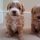 Free Maltipoo Puppies for Sale