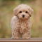 How Much Should I Pay for a Maltipoo Puppy?