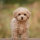 How Much is a Brown Maltipoo?