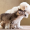 How to Introduce a Maltipoo to a Cat