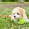 How to Keep Your Maltipoo Healthy