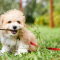 How to Train a Maltipoo Puppy to Stop Biting