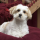 Learn How to Make Curly Maltipoo Haircut Styles