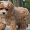 Local Maltipoo Puppies for Sale
