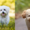 Maltese vs Maltipoo: What’s the Difference?
