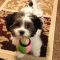 Maltipoo Black and White Puppies for Sale