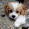 Maltipoo Puppies Facts and Information