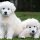 Maltipoo Puppies for Sale Near Me