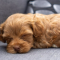 Maltipoo Puppy Sleep Schedule