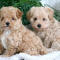 What is the Cheapest Maltipoo?